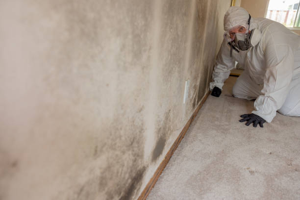 Reliable Fort Belknap Agency, MT Mold Removal Solutions